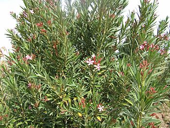 Archivo:Nerium oleander Ouarzazate wild2