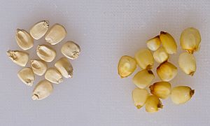 Archivo:Nixtamalized Corn maize El Salvador recipe