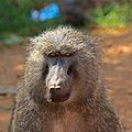 Olive baboon (Papio anubis) head 2