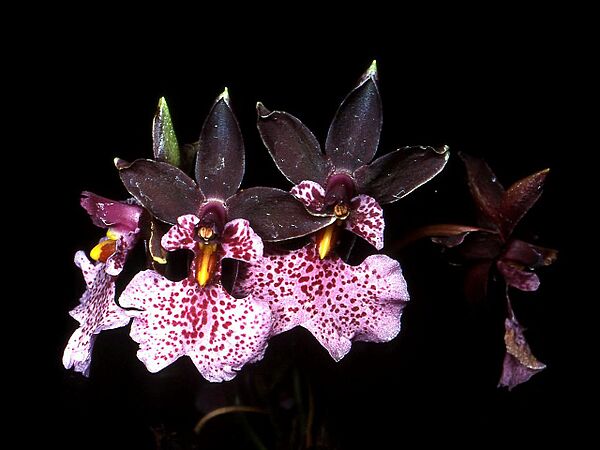 Oncidium nubigenum Orchi 01