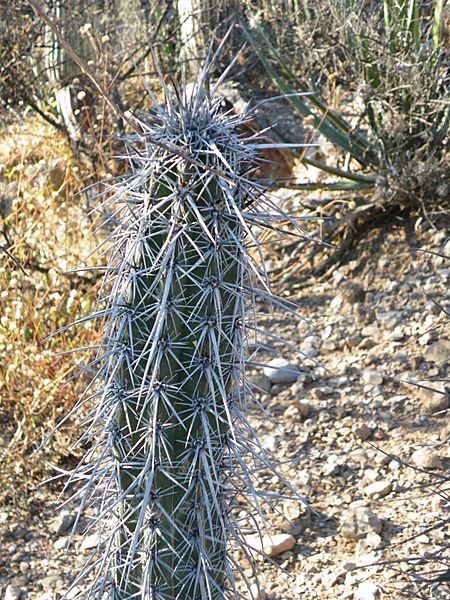 Pachycereus hollianus (5754192208)