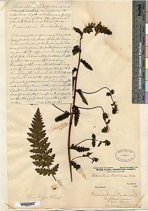 Archivo:Pedicularis furbishiae Pressing