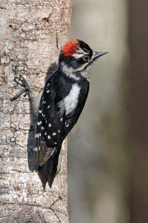Archivo:Picoides pubescens male