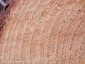 Pinus taeda crossx7358