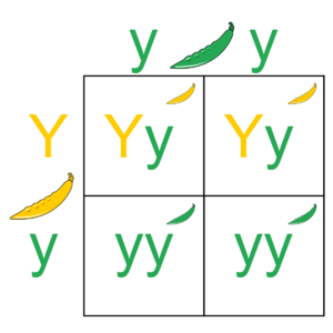 Archivo:Punnett Square