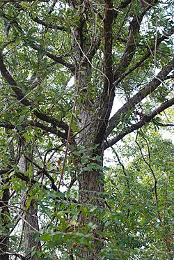 Quercus austrina 55493568.jpg