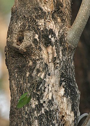 Archivo:Quickstick (Gliricidia sepium) trunk in Kolkata W IMG 4440