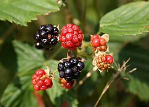 Archivo:Rubus fructicosus owoce 646