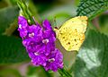 Salome Yellow (49697535818)