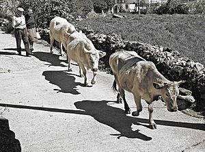 Archivo:San Martin de Trevejo-vacas y pastores-DavidDaguerro