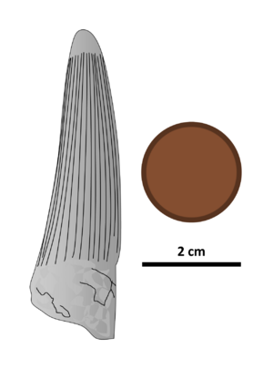 Archivo:Siamosaurus tooth by PaleoGeek