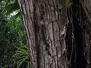 Archivo:Small bats resting in the bark of a tree in Caño Negro Wildlife Reserve