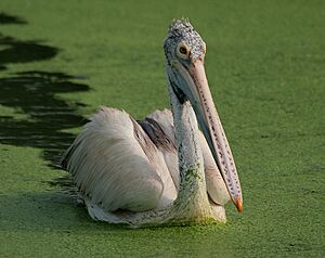 Archivo:Spot-billed Pelican (Pelecanus philippensis) at Uppalapadu in AP W IMG 3451