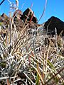 Starr 051202-5560 Poa pratensis