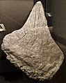 Stegosaurus dorsal plate - Museum of the Rockies - 2013-07-08