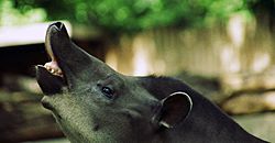 Archivo:Tapirus.terrestris.flehmen