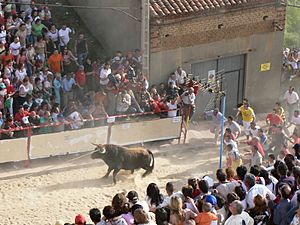 Archivo:Toro enmaromado - Benavente (Zamora)