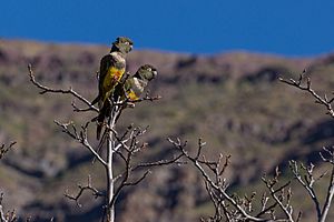 Archivo:Tricahue chileno - Cyanoliseus patagonus bloxami
