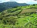 Vereda la floresta