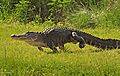 Walking Gator 2