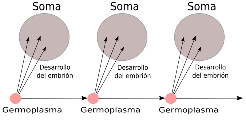 Weismann's Germ Plasm-es