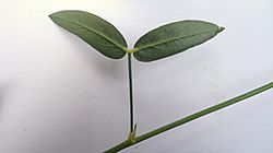 Zornia latifolia Sm.jpg