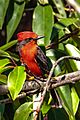 A delightful stay at the Airport Garden Hosteria in Quito, Ecuador - Vermillion Flycatcher (Pyrocephallus rubinus) - (26258705704)