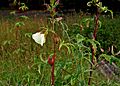 Abelmoschus manihot ssp tetraphyllus W IMG 2169