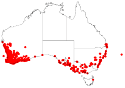 Distribución natural de Acacia saligna.