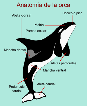 Archivo:Anatomia Orca