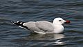 Audouin`s gull (Larus audouinii) (1)