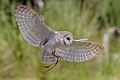 Australian barn owl