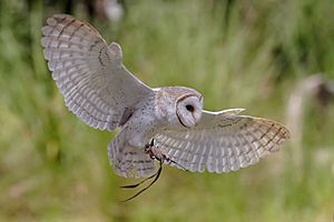 Archivo:Australian barn owl