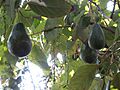 Avocado 6