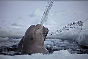 Archivo:Belugas whales