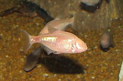 Blind Cavefish.jpg