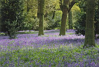 Bluebells in Winkworth.jpg