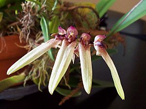 Archivo:Bulbophyllum longiflorum - Flickr 003