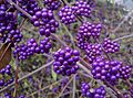 Callicarpa shikokiana