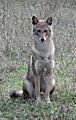 Canis aureus Pench & Kanha