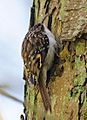 Certhia familiaris -climbing tree-8 (cropped version)