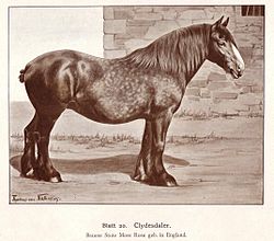 Archivo:Clydesdale, draw