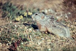 Collared lemming standing in grass - DPLA - 31b8863a7a5bd9e5bd2f73fc0565d883.jpg