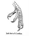 CoraciasFoot