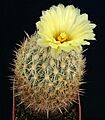 Coryphantha echinoidea
