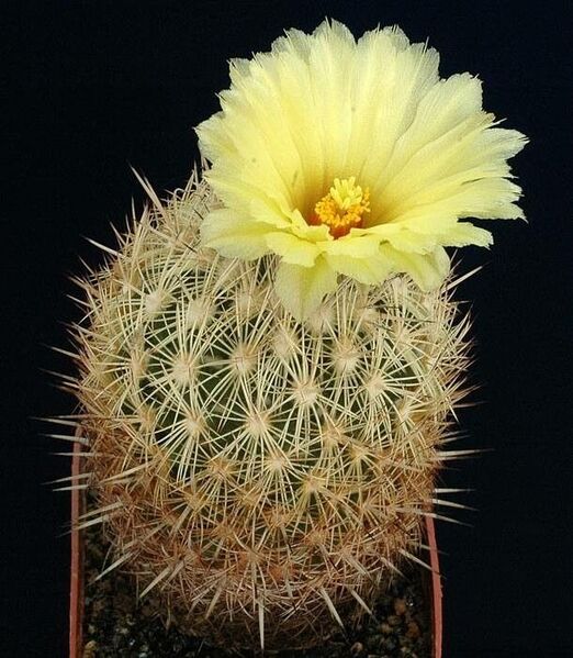 Coryphantha echinoidea