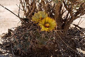 Coryphantha robustispina var. scheeri - Flickr - aspidoscelis (2).jpg