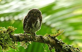 Costa Rican Pygmy-owl (Glaucidium costaricanum) on branch