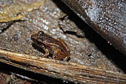 Cuban Groin-spot Frog (Eleutherodactylus atkinsi) (8571333719).jpg