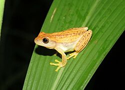 Dendropsophus walfordi 4955511 (cropped).jpg